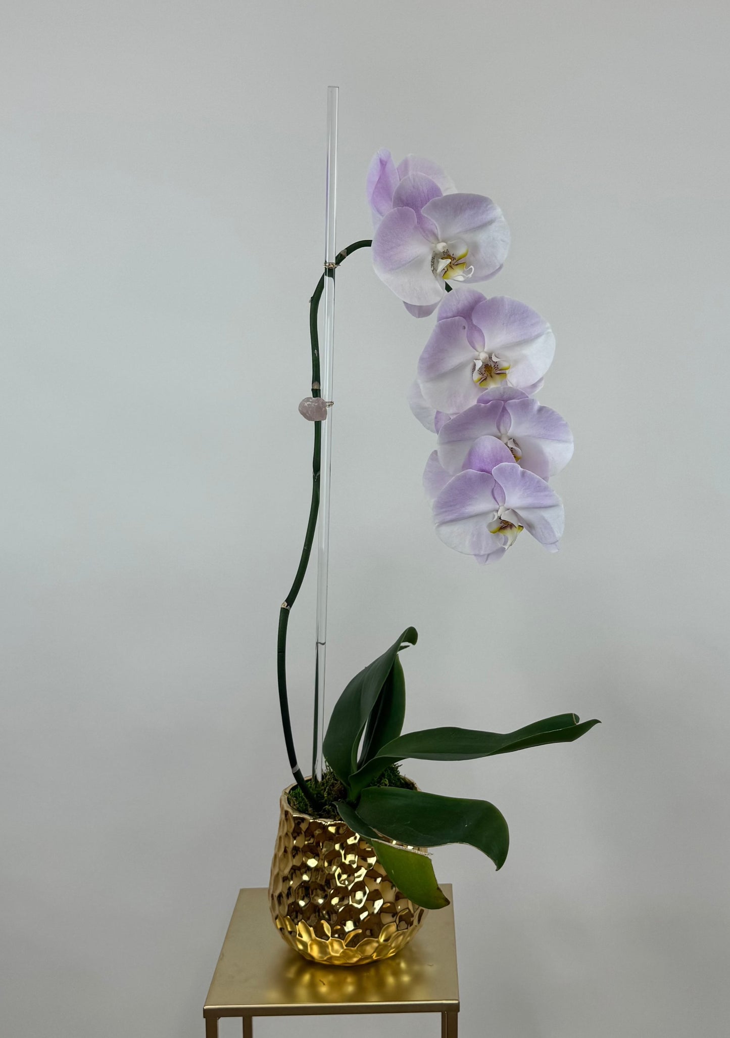 Cascading Orchid
