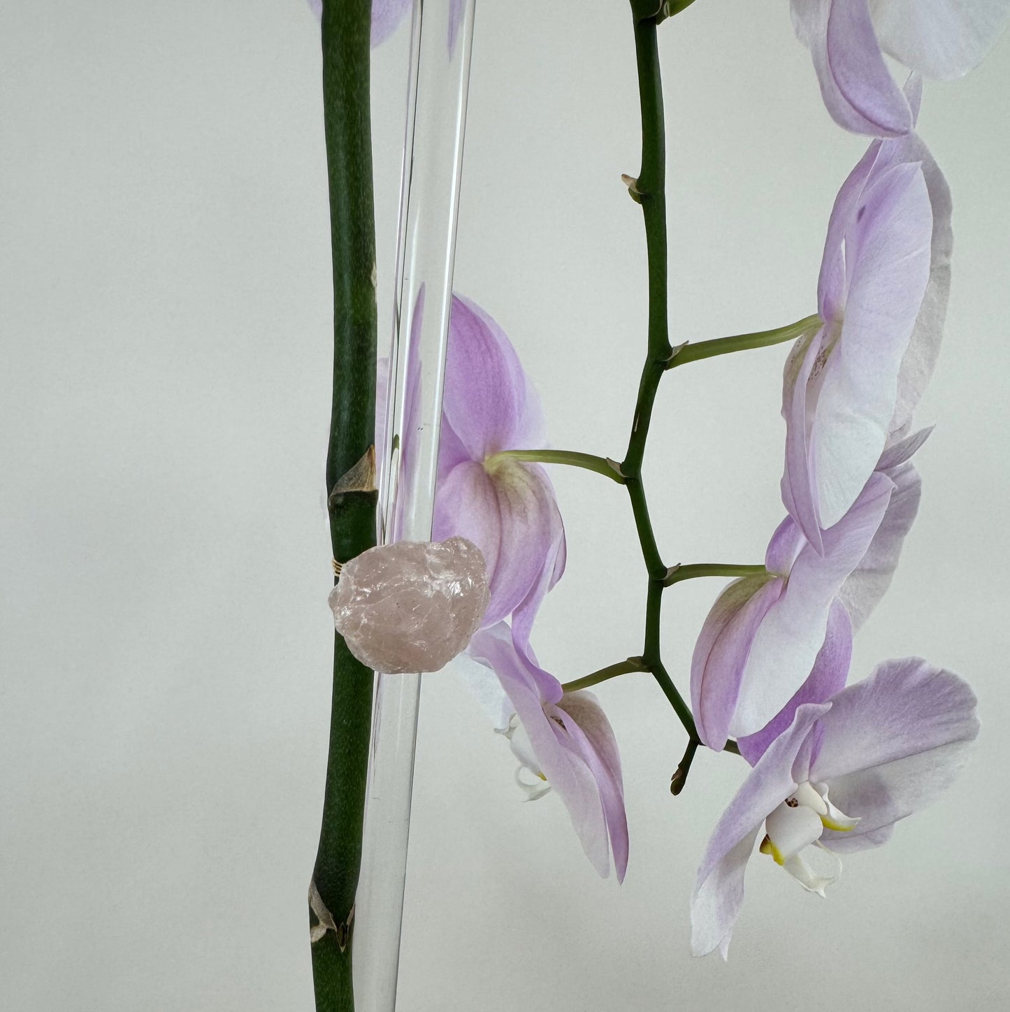 Cascading Orchid