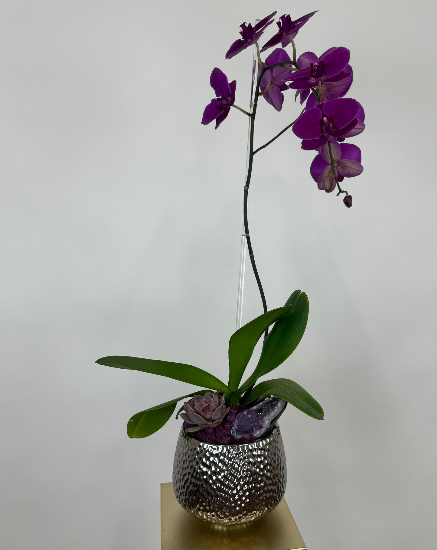 Cascading Orchid
