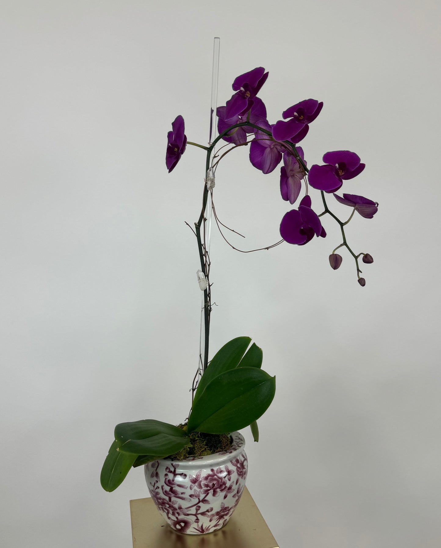 Cascading Orchid