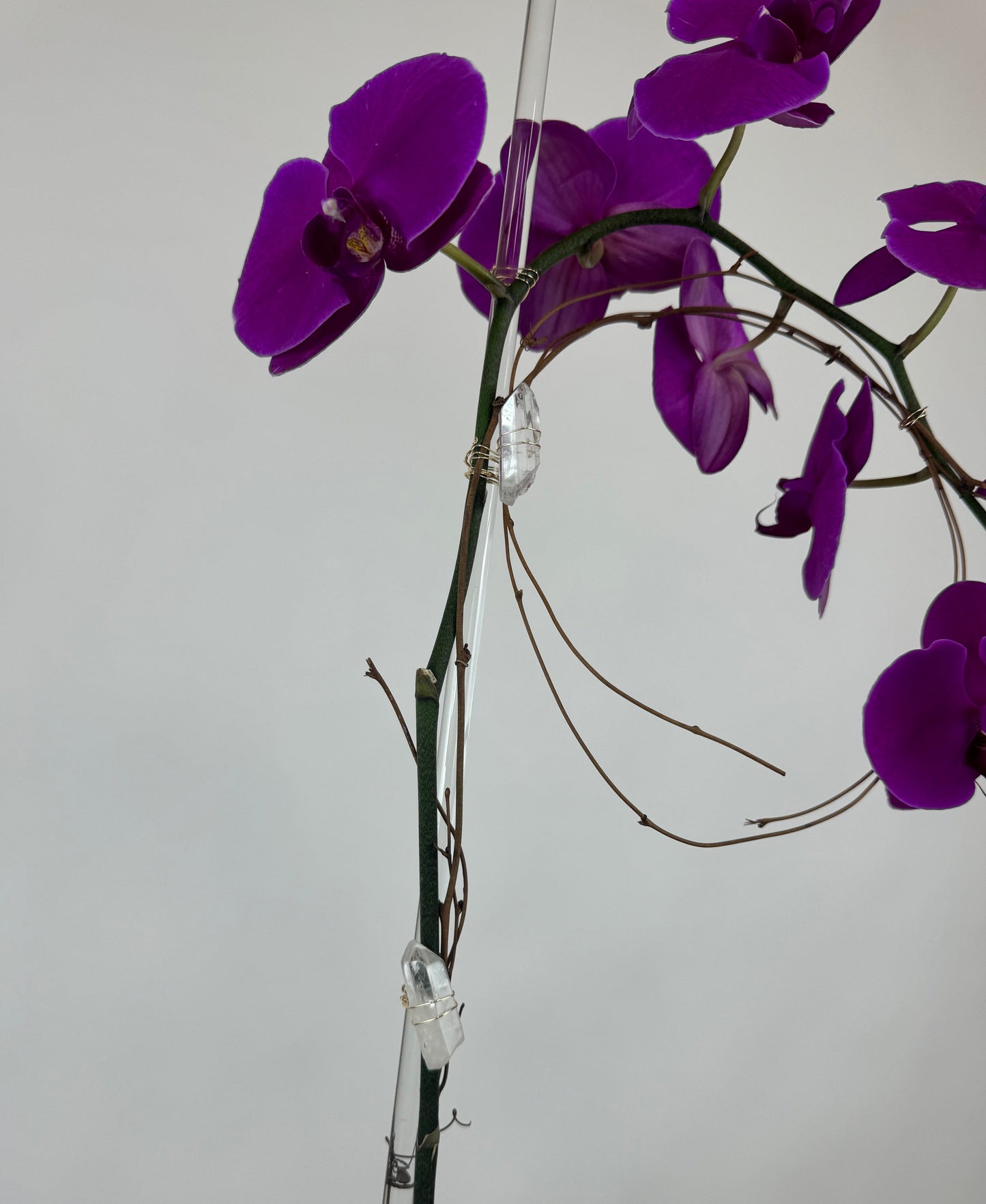 Cascading Orchid