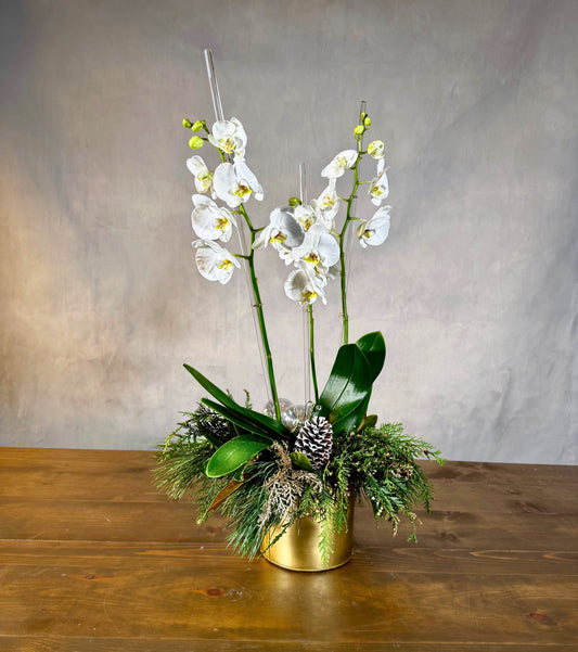 Gilded Winter Orchid