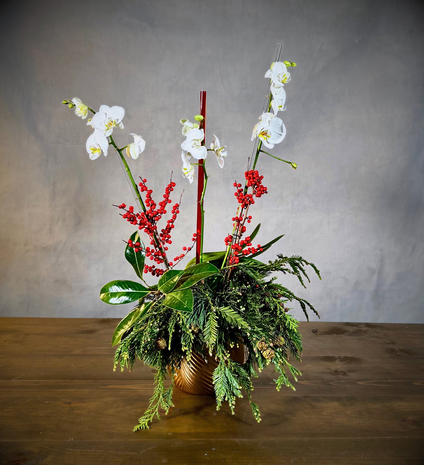 Gilded Winter Orchid