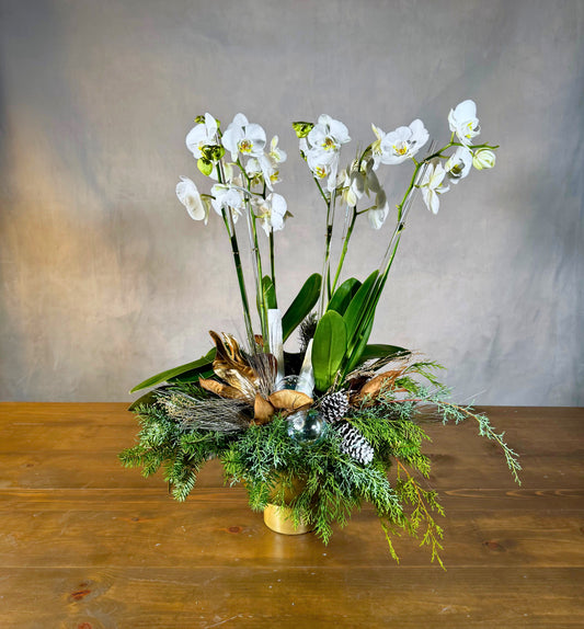 Snowfall Orchid Garden